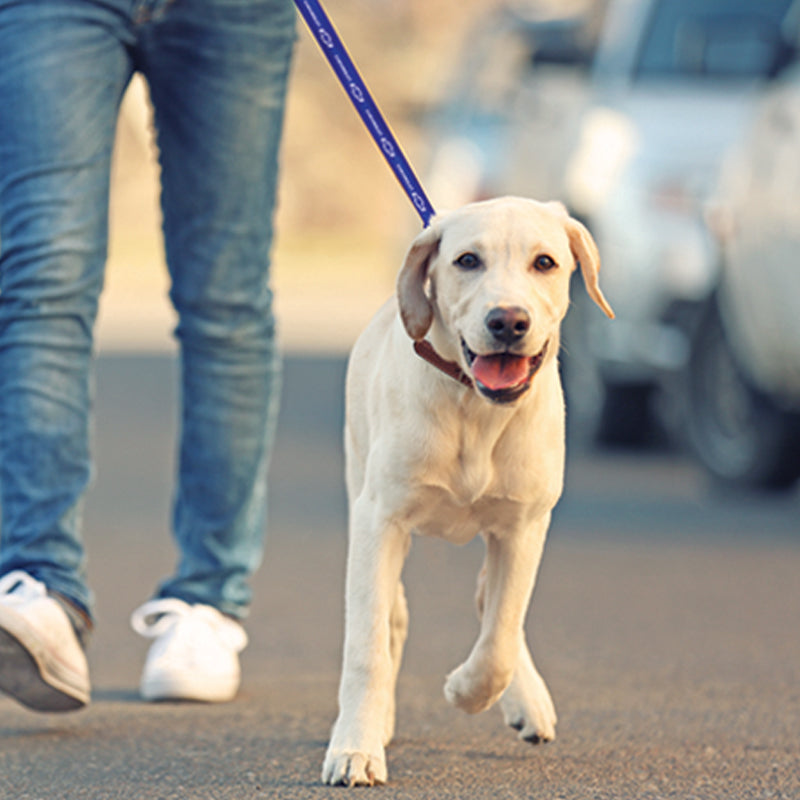 Reflective Dog Leash