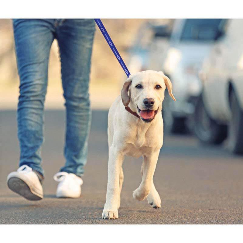 Reflective Dog Leash